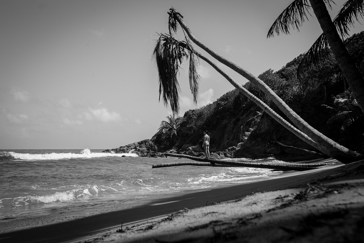 beach with palm trees in black and white