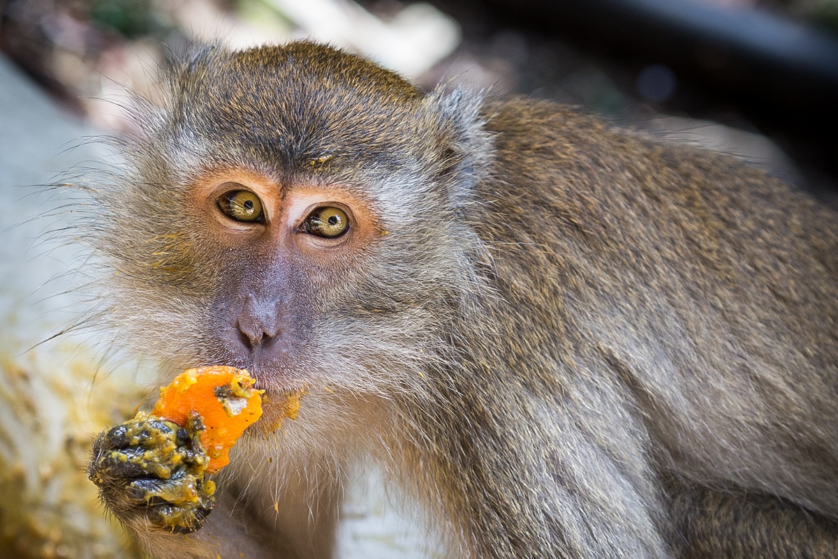moneky eating a fruit